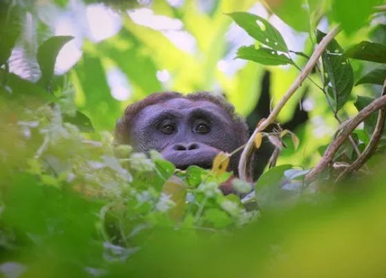 An orangutan in Bukit Piton Forest Reserve