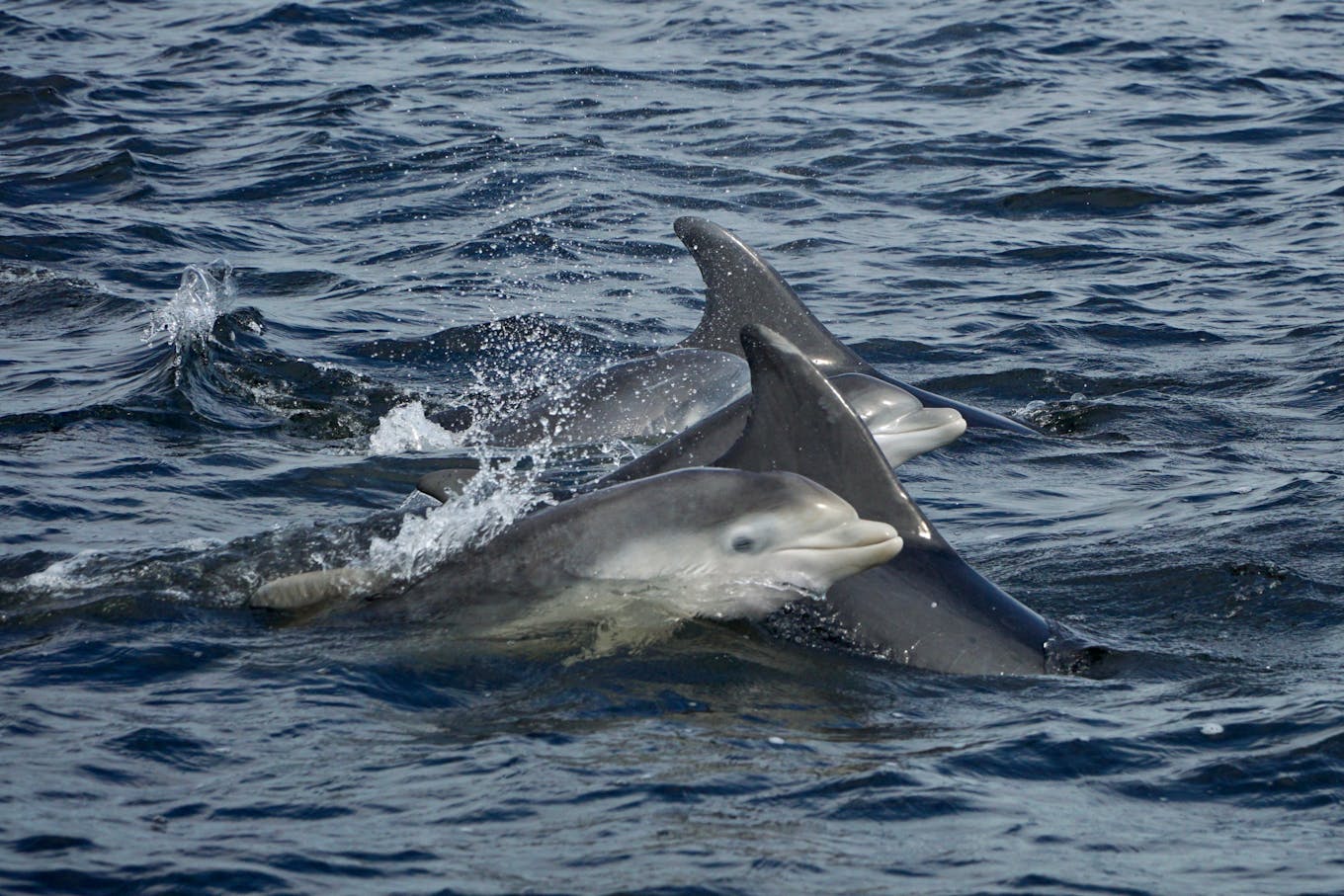 bottlenose dolphin scotland