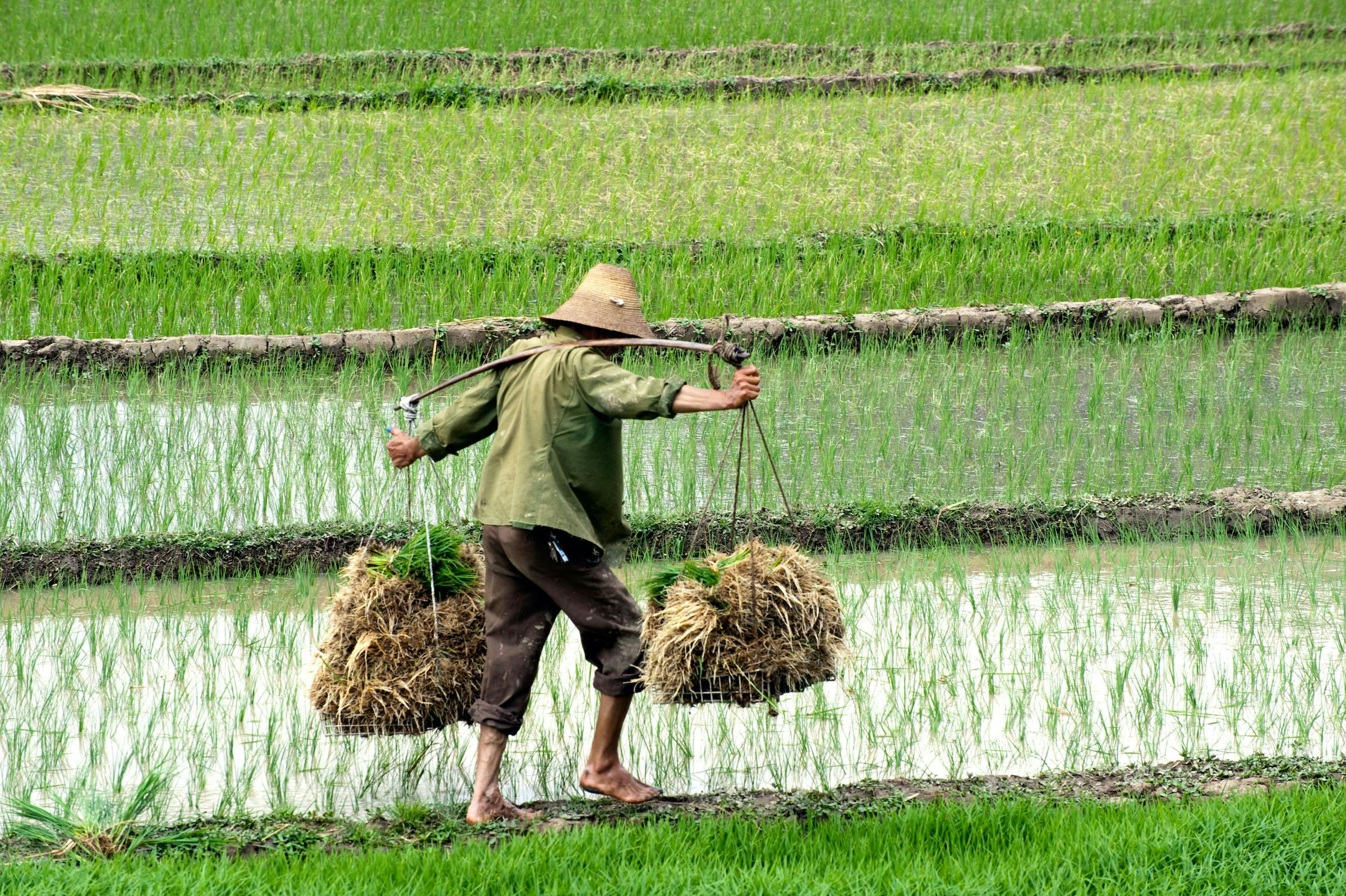 Rice paddy in China