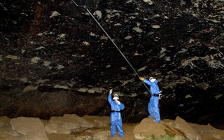 Scientists collect bats
