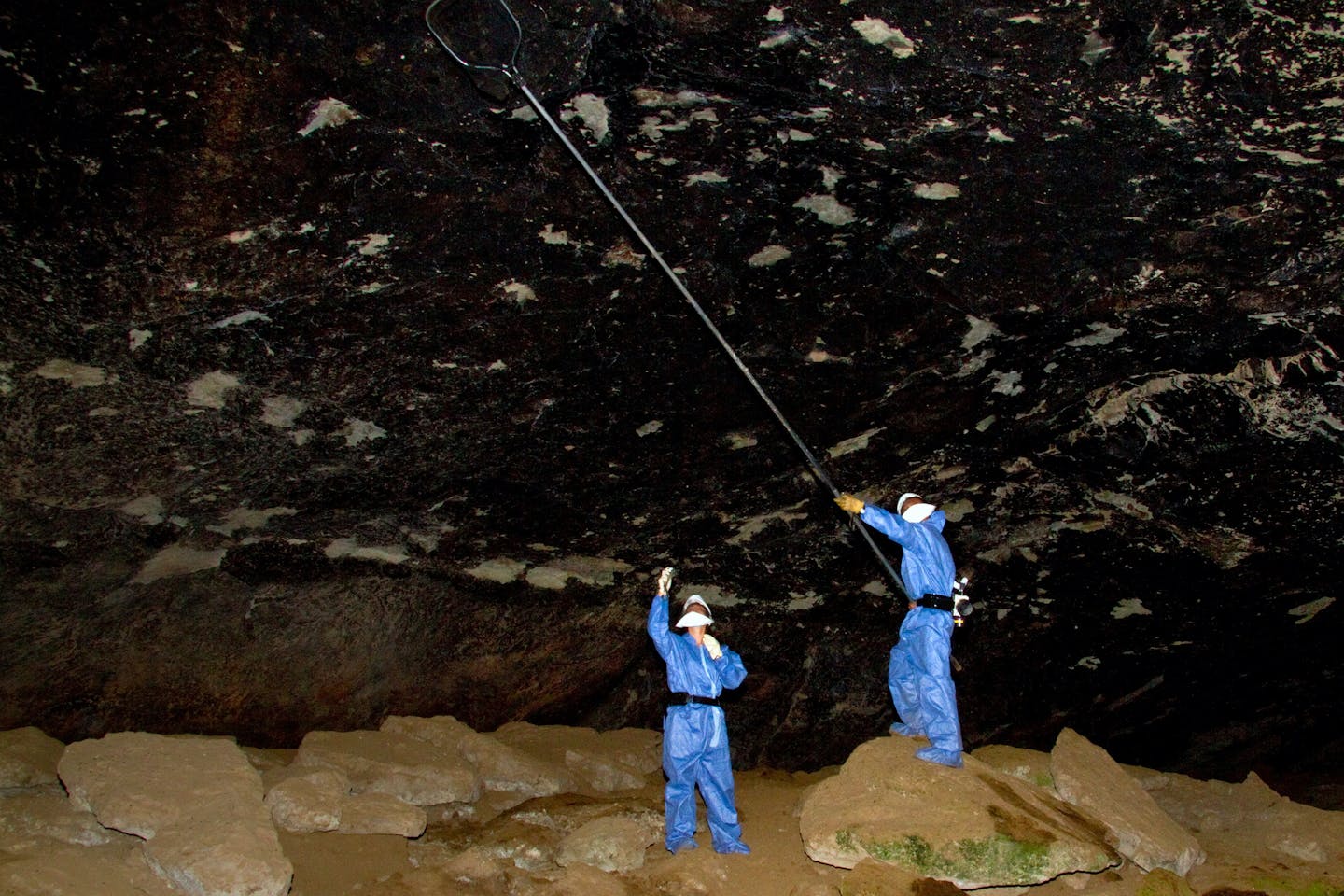 Scientists collect bats