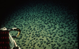 Mineral concretion on the seafloor can contain valuable metals.