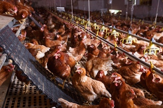 Cage free farm chickens