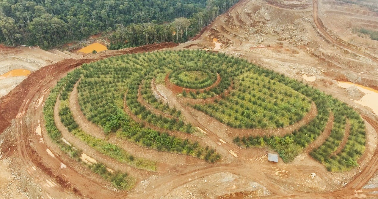 Citinickel Mines and Development Corporation rehabilitates the mined-out area by planting endemic tree species, such as narra