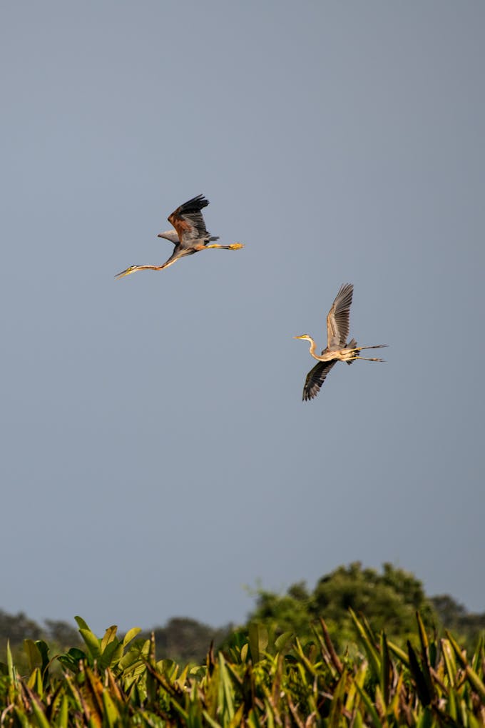 Cranes fly over the Kampar Peninsula and Padang Island in Riau Province