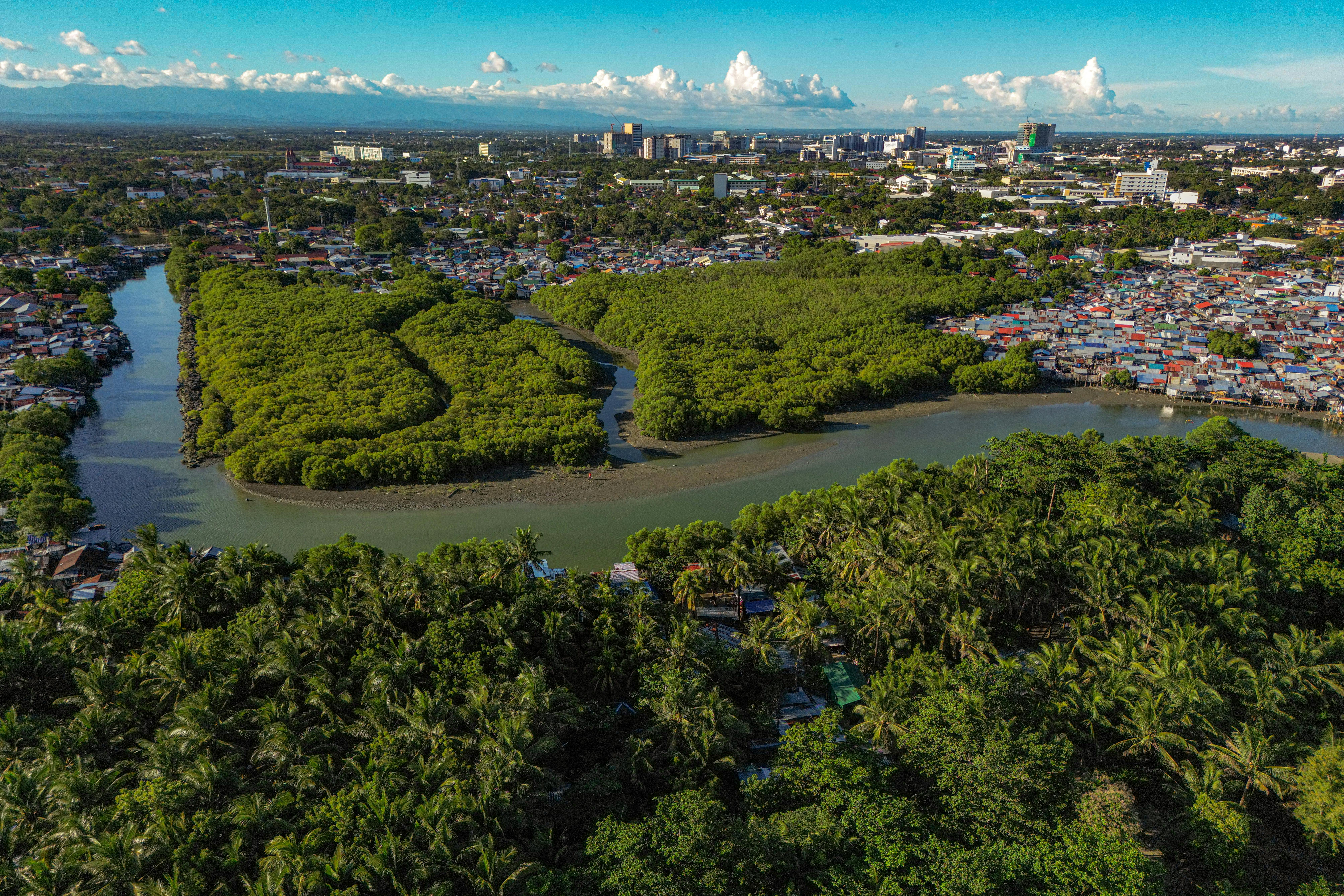 Mangroves in Iloilo.
