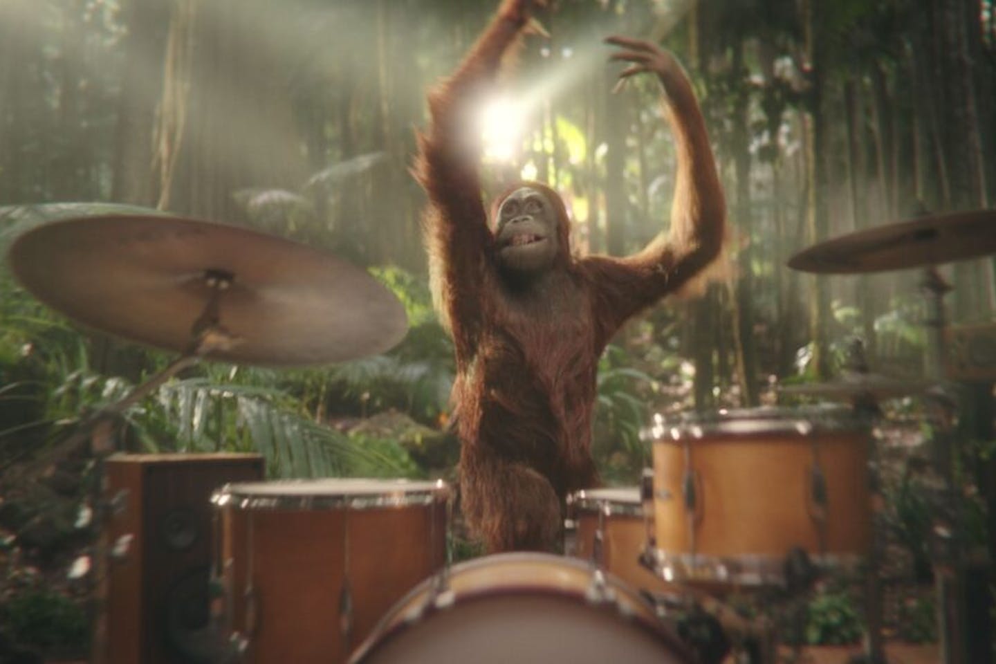 Darrell Lea orangutan ad