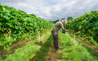 worker picking fruit europe