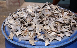 Shark fins being sold in a fish market