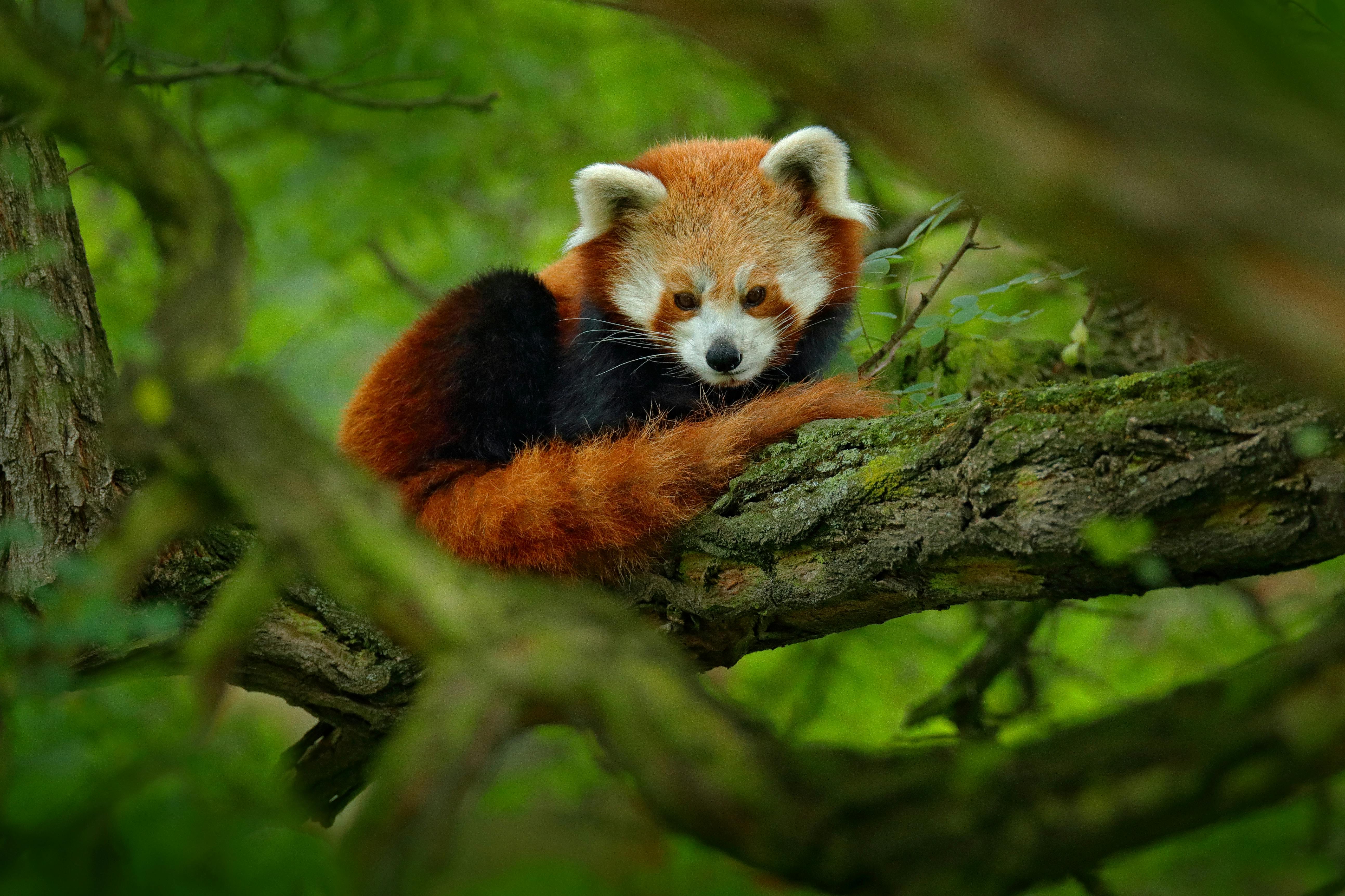 Red pandas China.