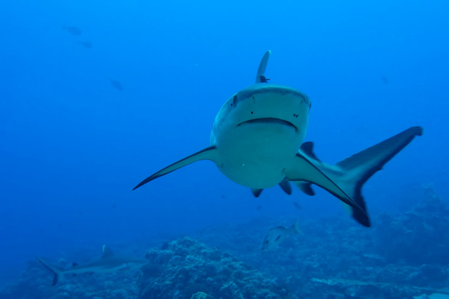 grey shark