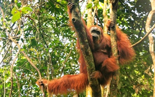Orangutan Leuser ecosystem indonesia