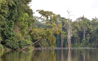 borneo indonesia rainforest