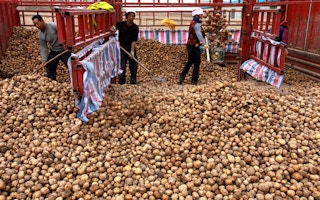 Farmers load potatoes they harvested in Huining county, China