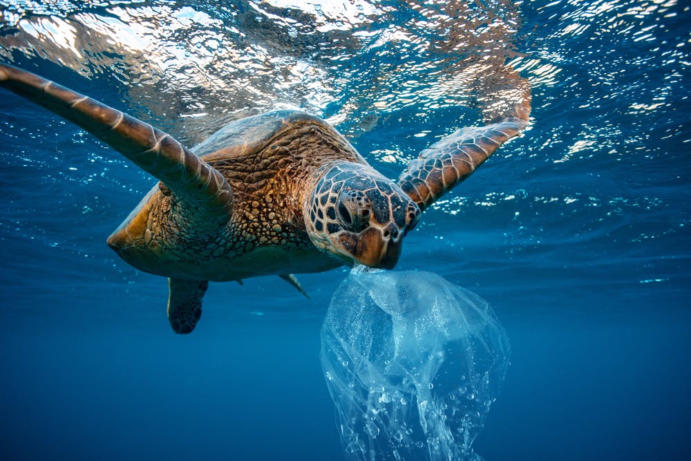 plastic bags in the ocean