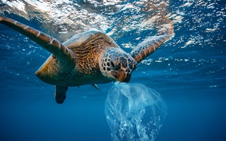 tortoise eats plastic bag