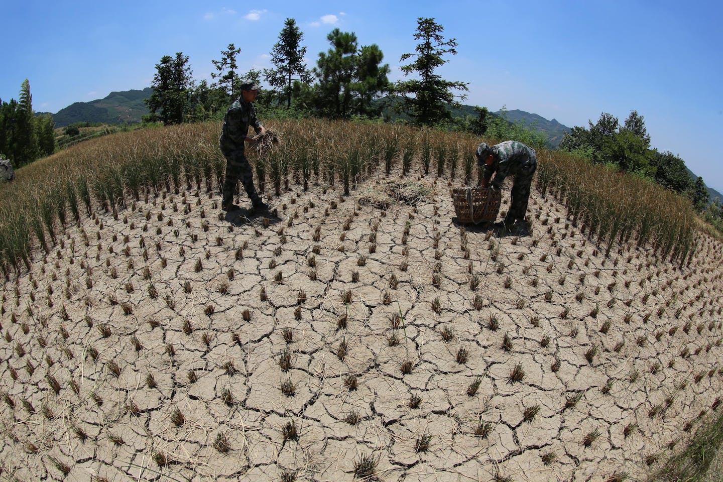 Staple crops yields face ‘substantial losses’ in warming world – even with adaptation – Eco-Business
