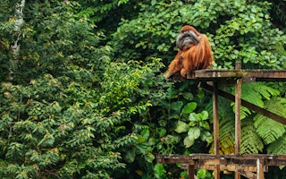 orangutan in Leuser Ecosystem in northern Sumatra