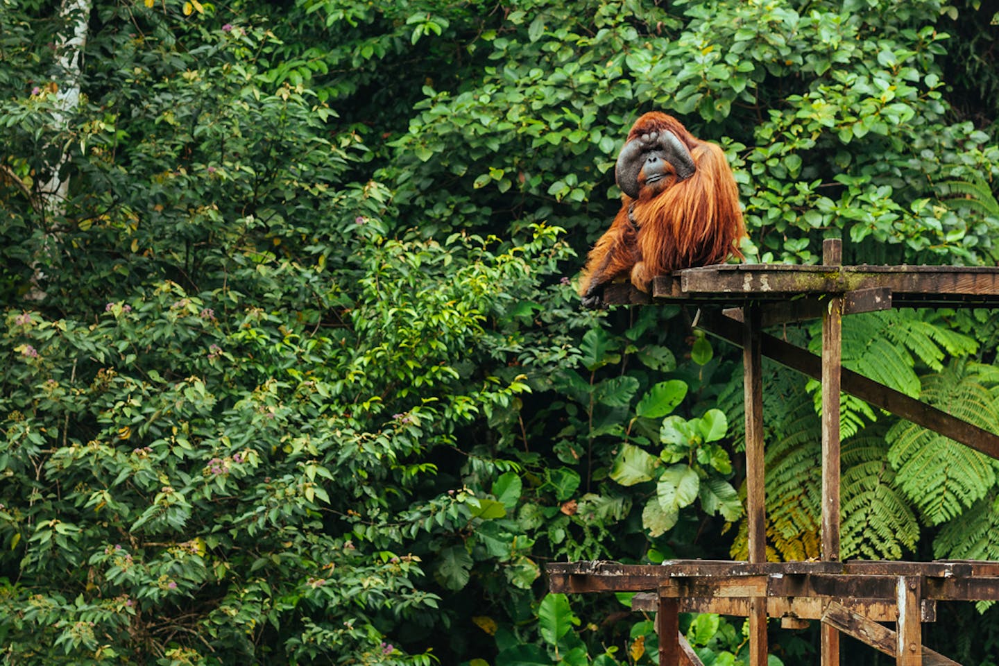 orangutan in Leuser Ecosystem in northern Sumatra