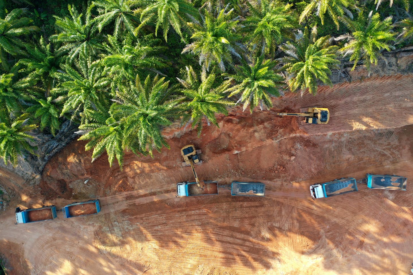 Land cleared to make way for palm oil in Indonesia