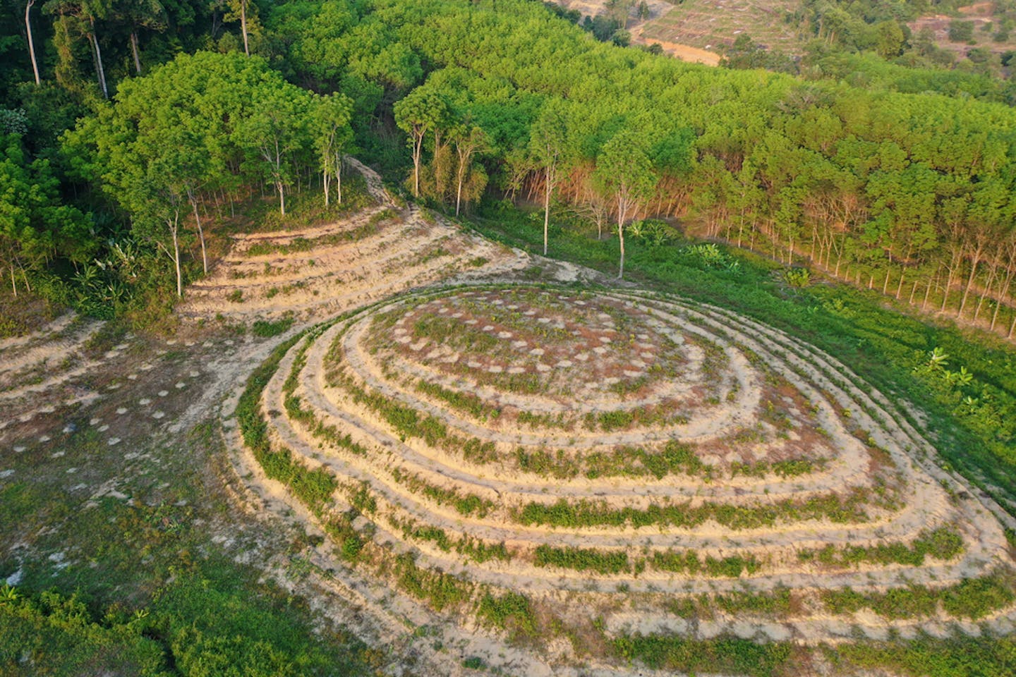 deforestation palm oil indonesia deposit photos
