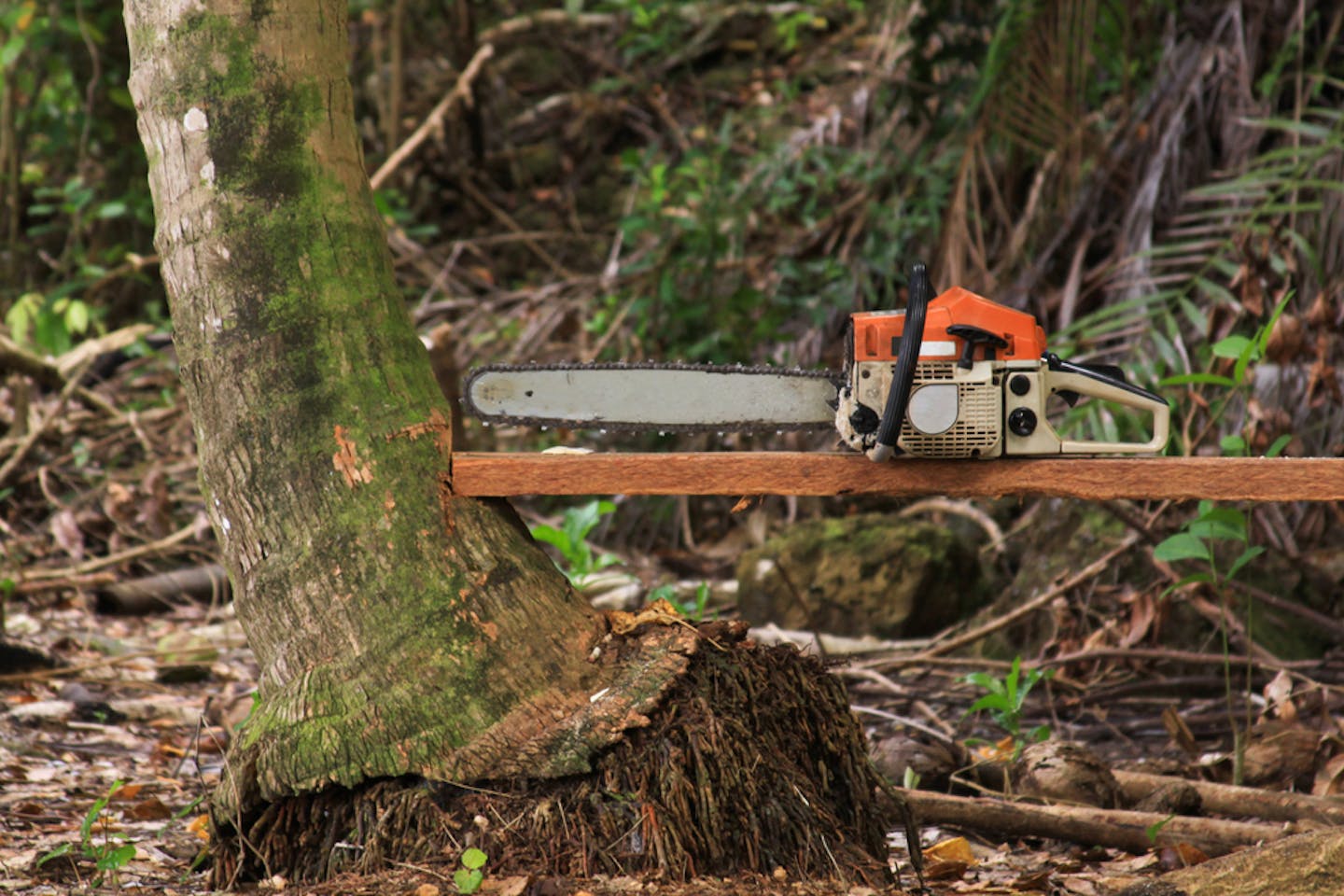 Chainsaw used to cut forests in Sumatra, Indonesia.