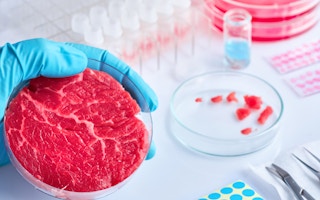 Meat sample in a cell culture dish.