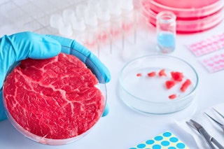 Meat sample in a cell culture dish.