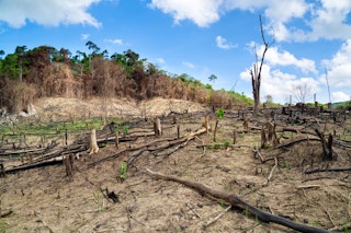 Scientists calculate trade-related 'deforestation footprint' of