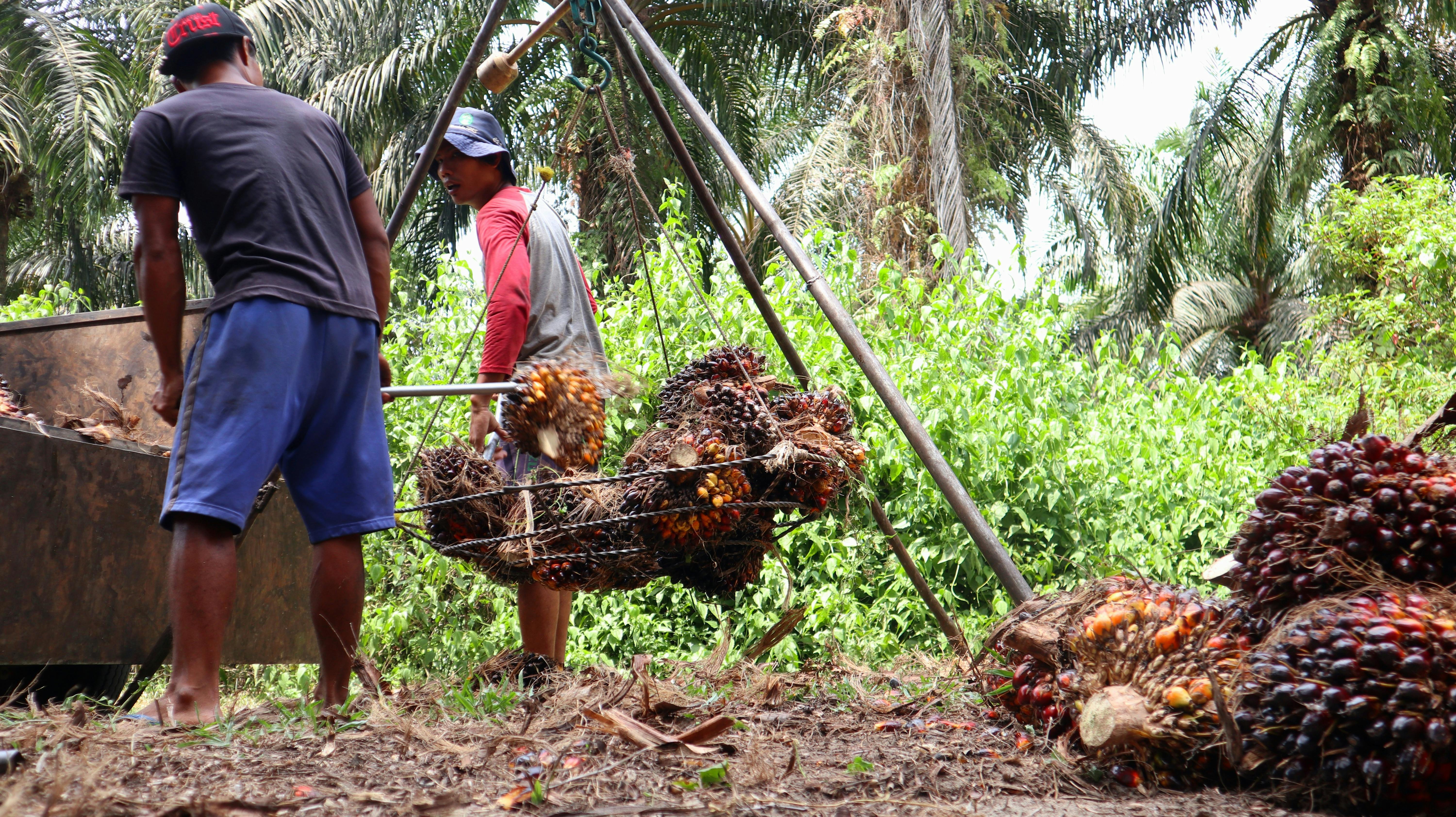 Palm oil farmers weigh their crops