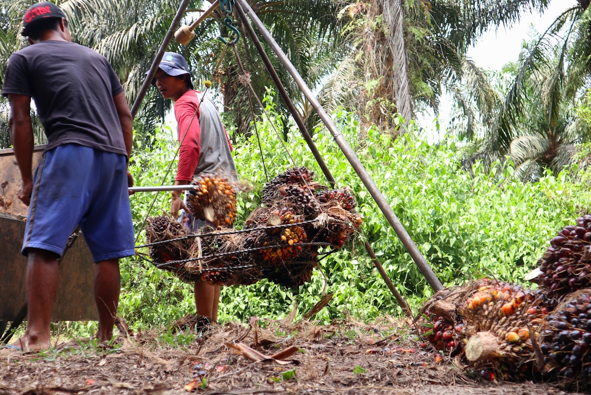 SBTi seeks Southeast Asia input on revised climate standard for forest, land and agriculture