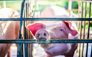 hog farm in Thailand