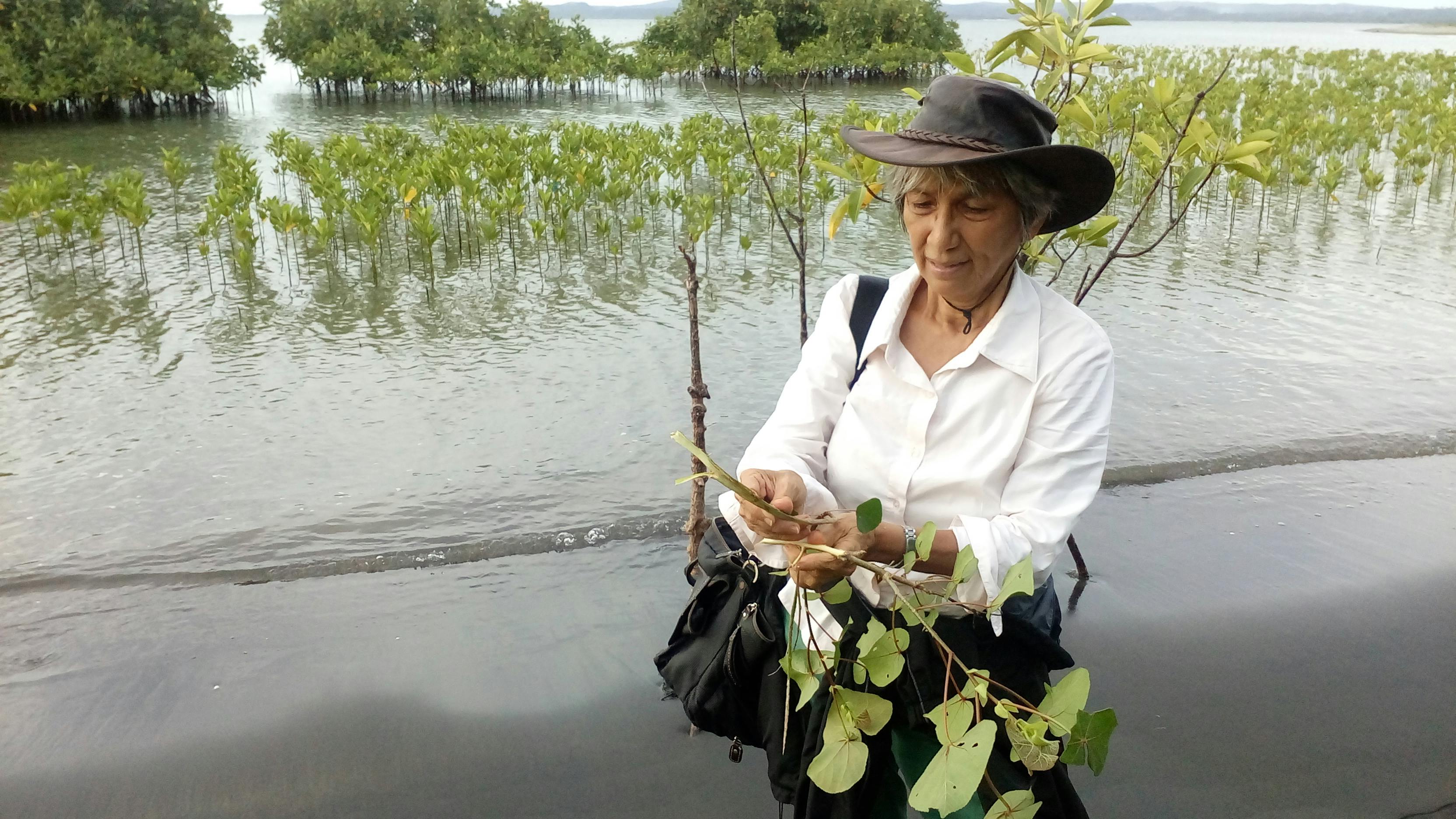 Mangroves_Jurgene_Primavera