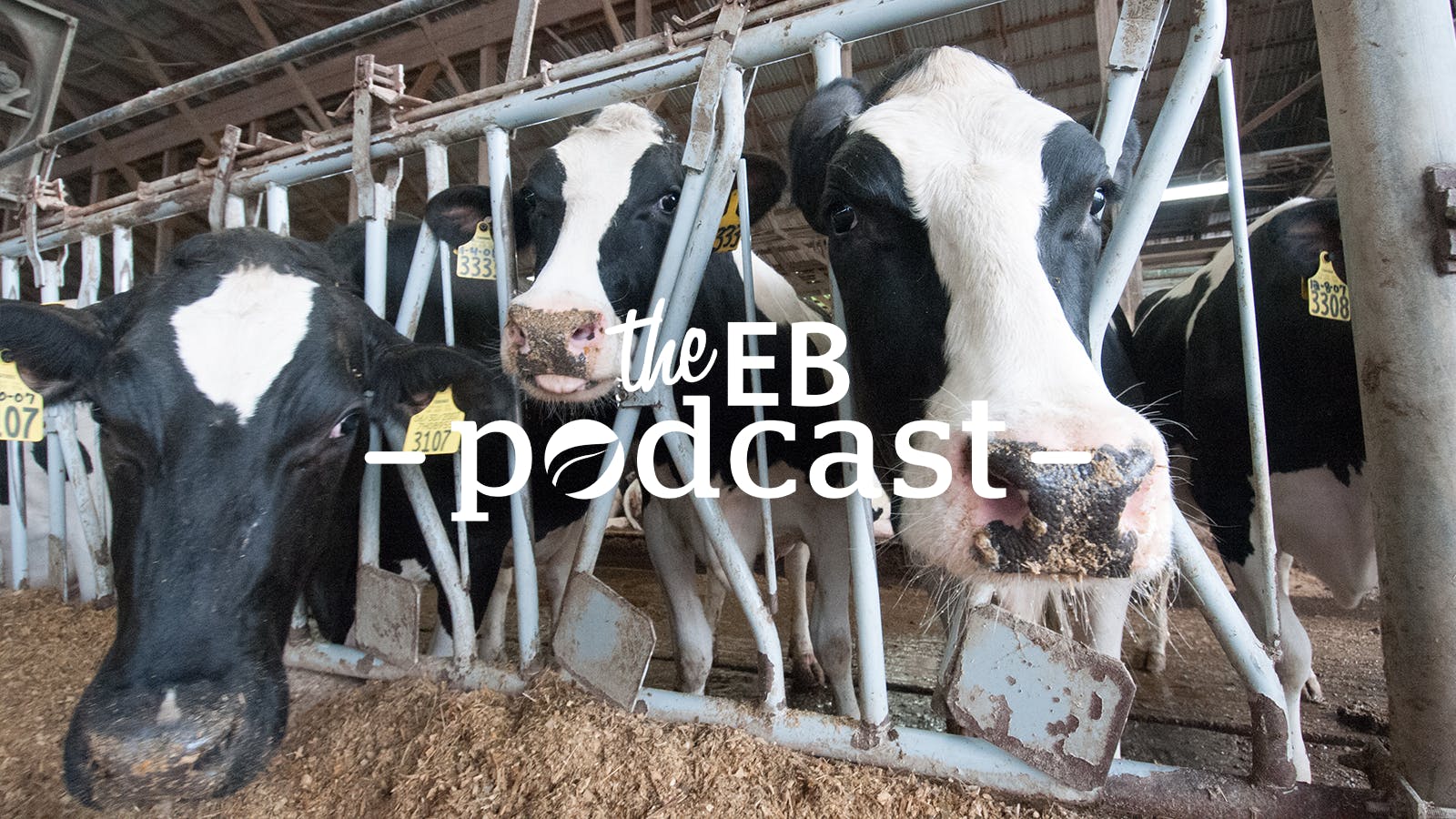 A dairy cow in the United States