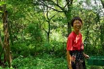 The fight to save Singapore's pioneering food forest