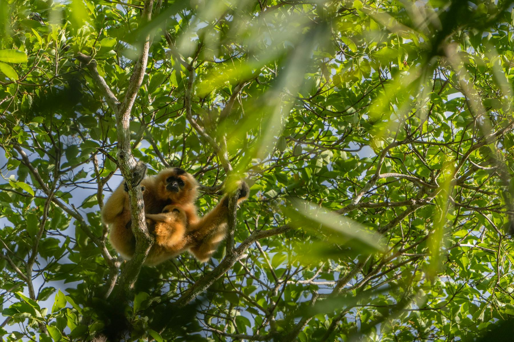Yellow-cheeked gibbon