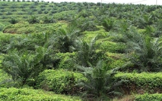 A palm oil plantation in Malaysia.