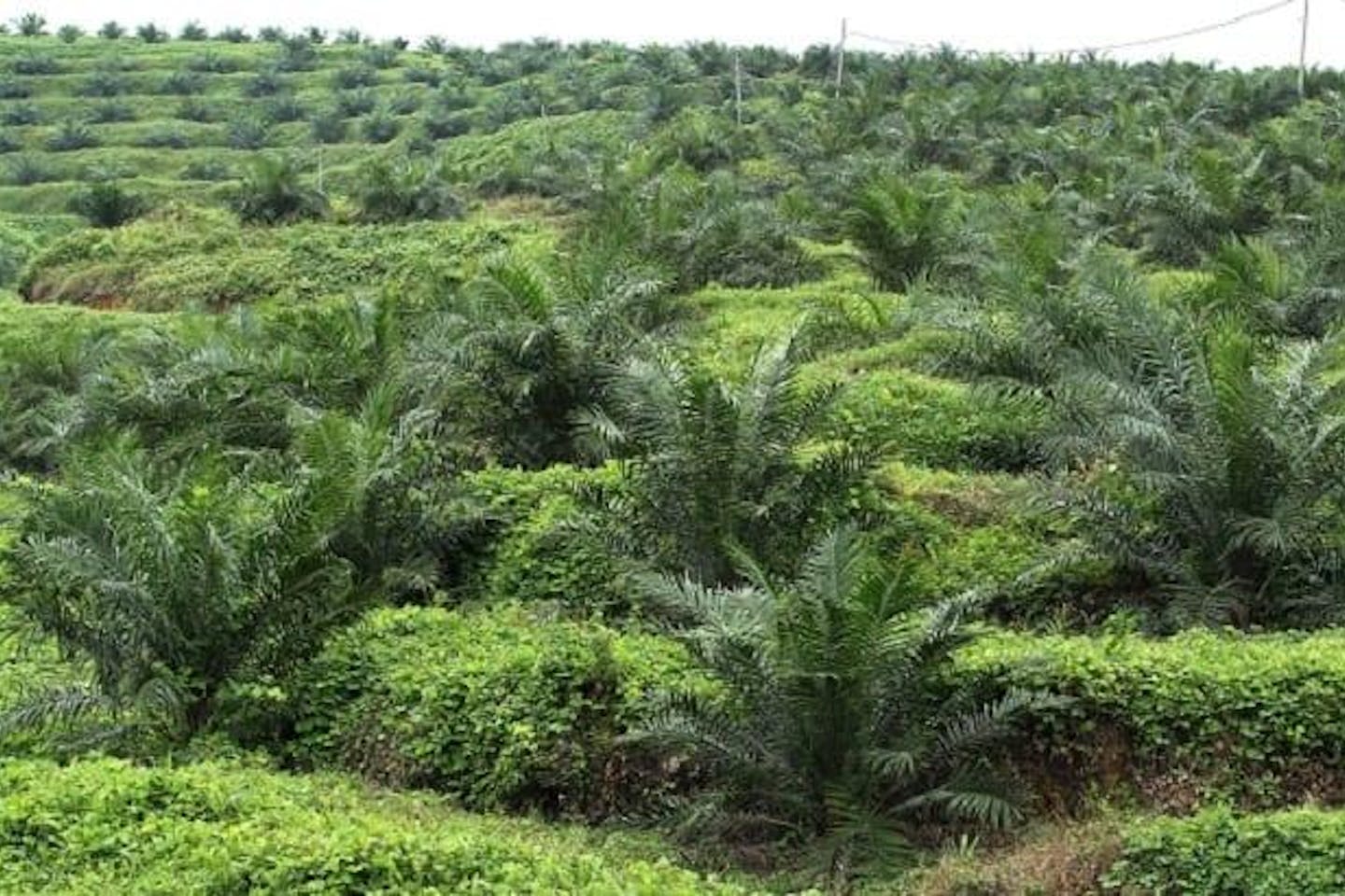 A palm oil plantation in Malaysia.