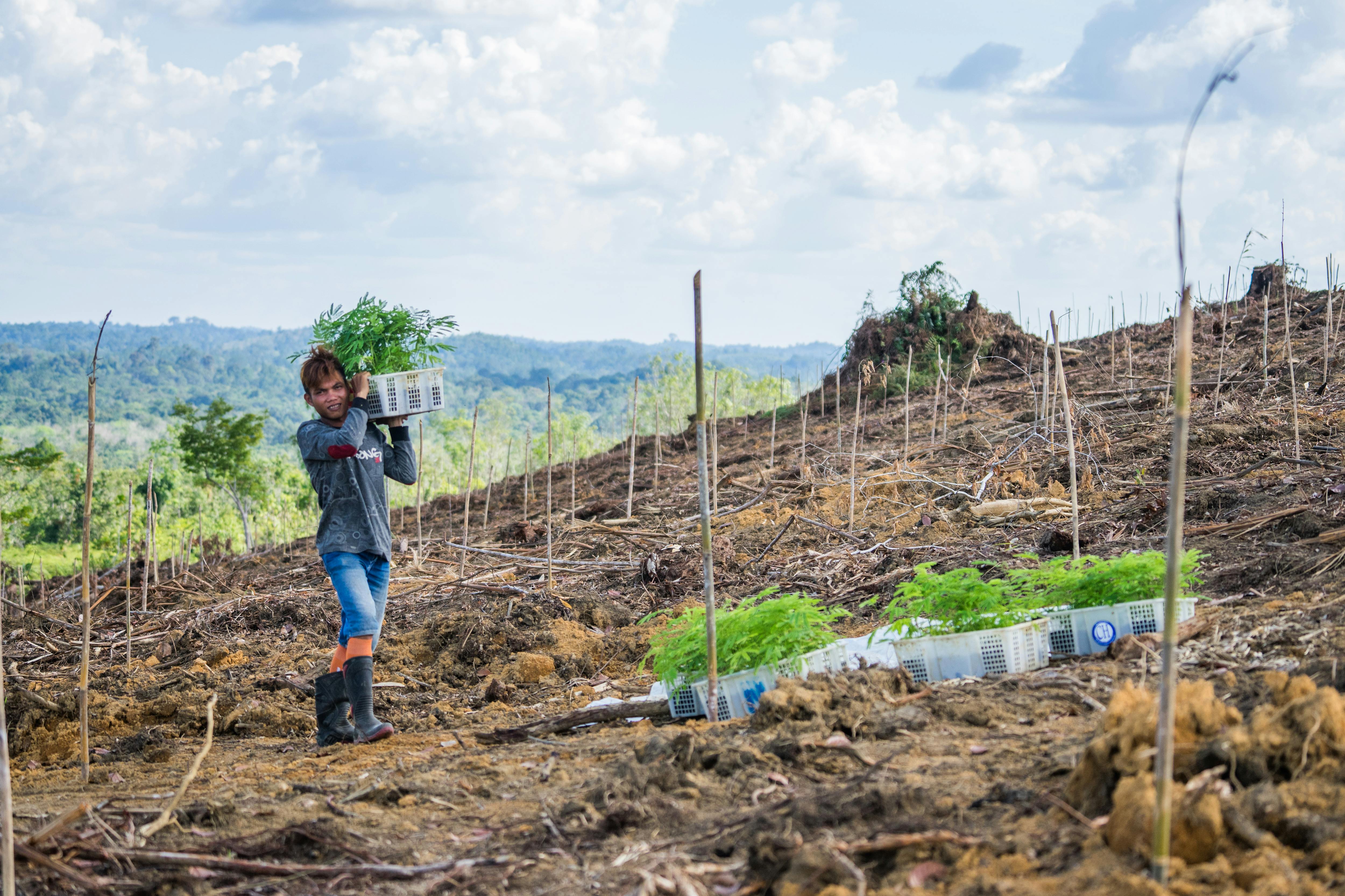 Project Aims To Restore Degraded Indonesian Forests — By Partnering ...