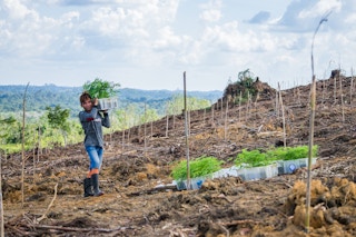 A smallholder farmer in Central Kalimantan prepares seedlings for planting