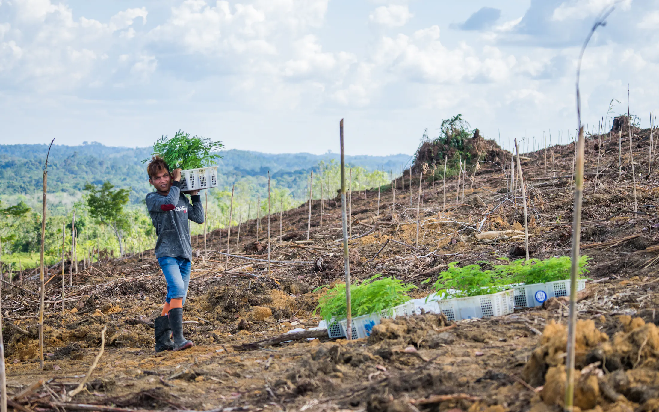 Project aims to restore degraded Indonesian forests — by partnering ...