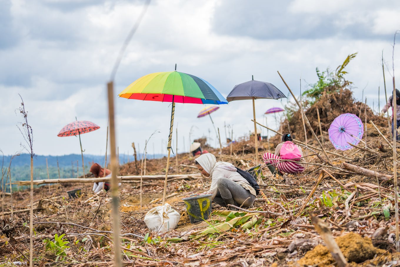 Smallholder farmers take shelter under umbrellas to plant timber seedlings