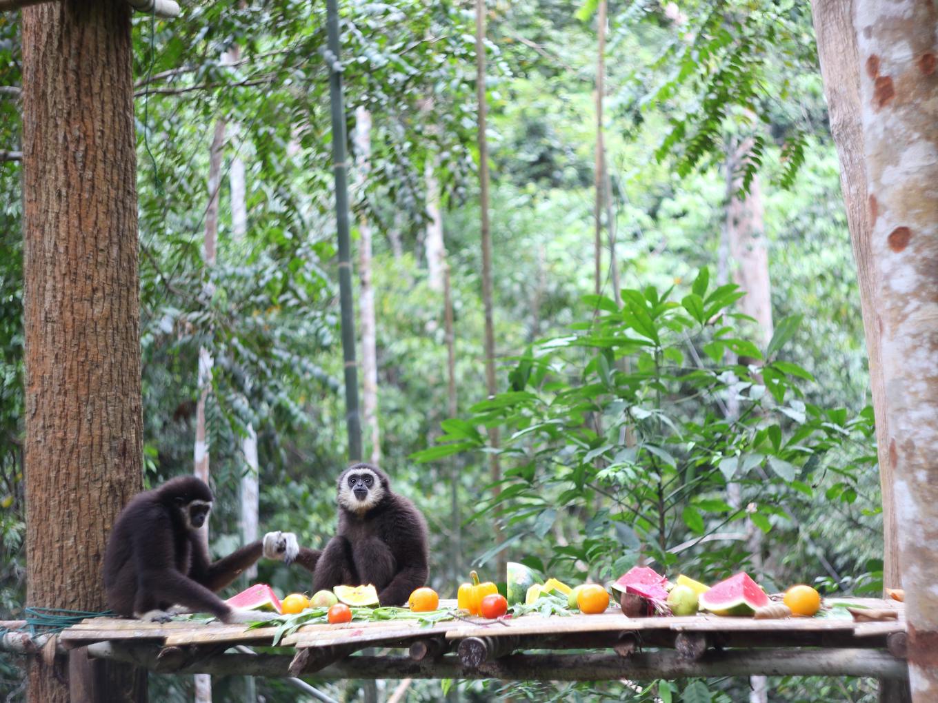 gibbons fruit enrichment