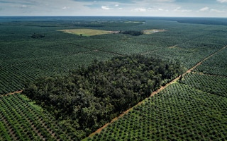 A new Greenpeace International investigation has revealed that Wilmar International, the world’s largest palm oil trader, is still linked to forest destruction for palm oil almost five years after committing to end deforestation.[1]
