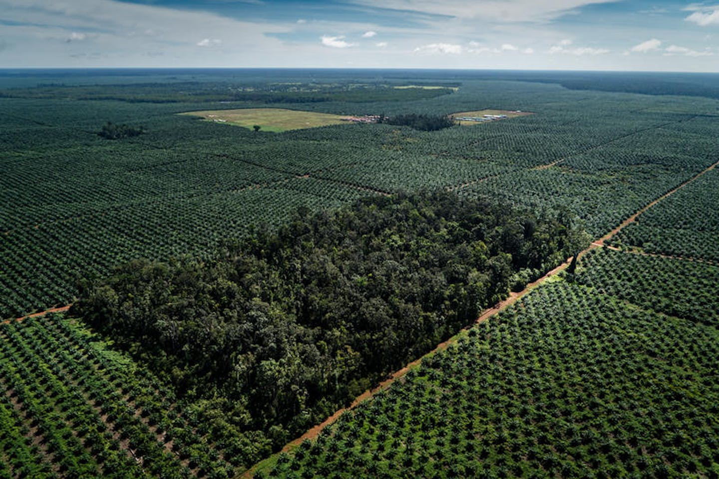 How is the world s biggest palm oil trader living up to How is the world s biggest palm oil trader living up to