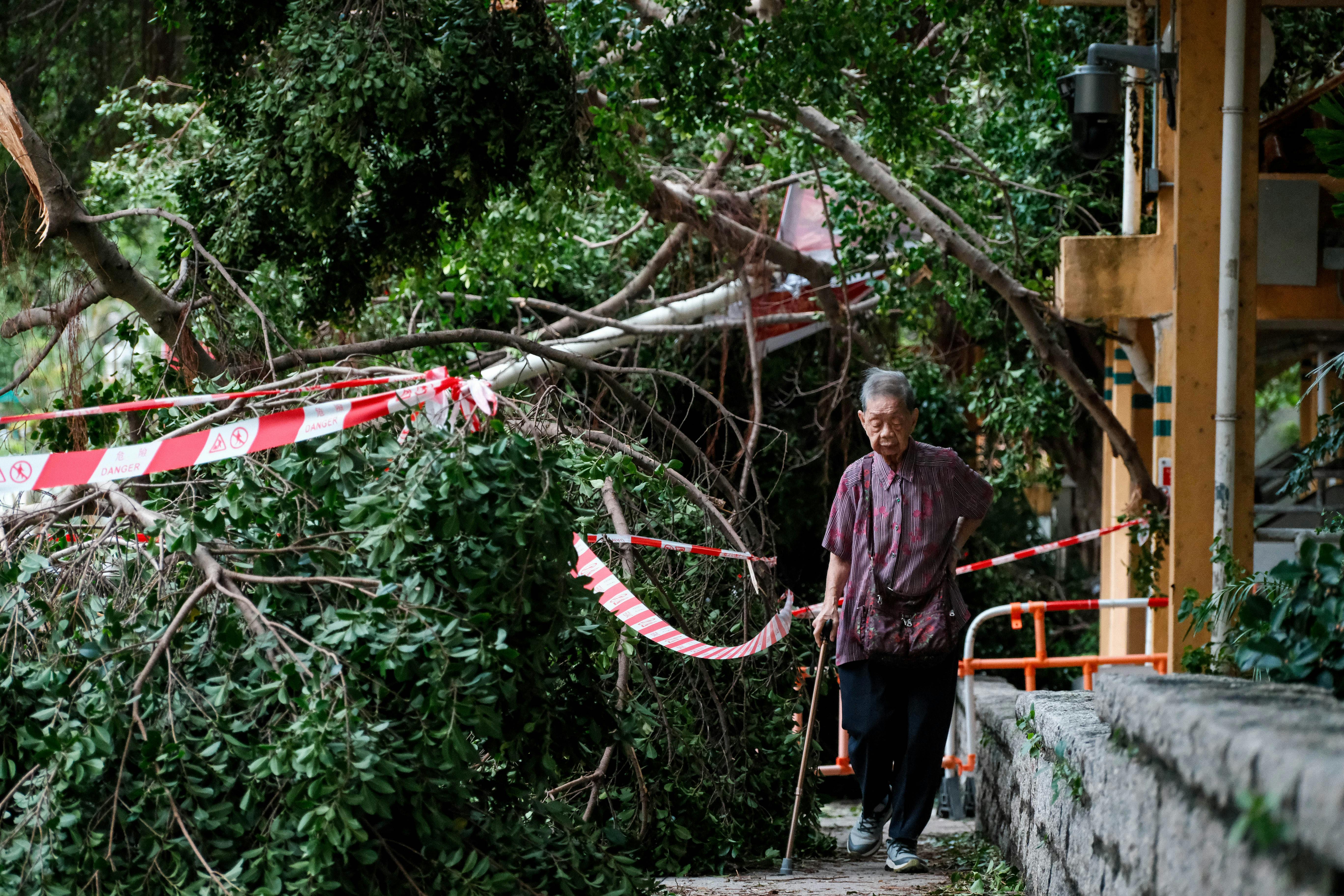 Elderly_Woman_Fallen_Trees_Hong_Kong