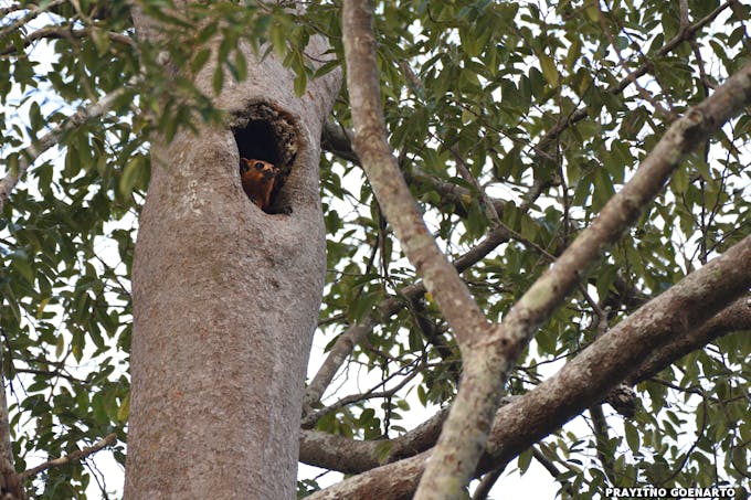 A giant red flying squirrel peeks out of its home in a tree. Image: APRIL