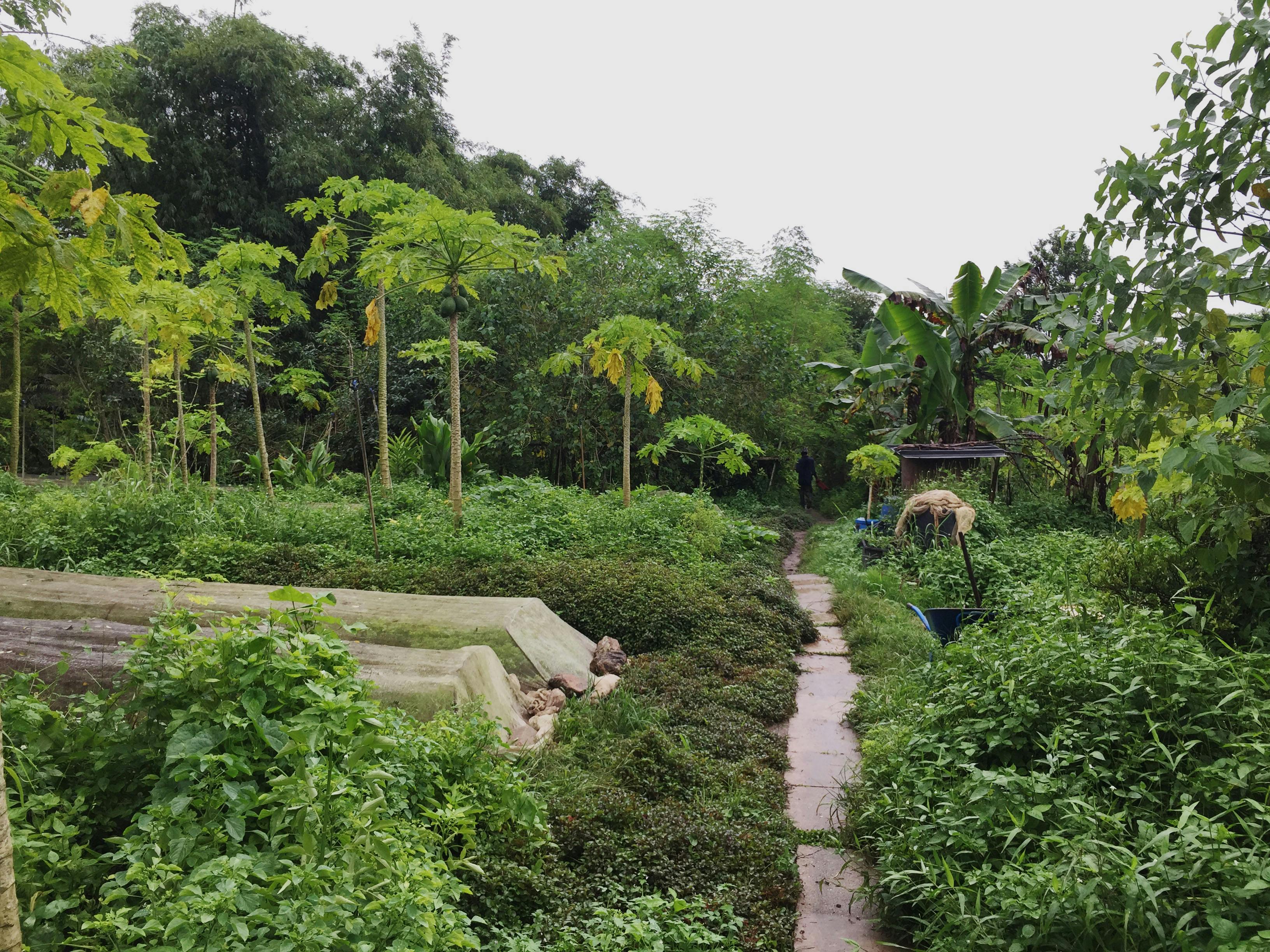 The Green Circle Eco-Farm, July 2020. photo credit: Vivian Lee