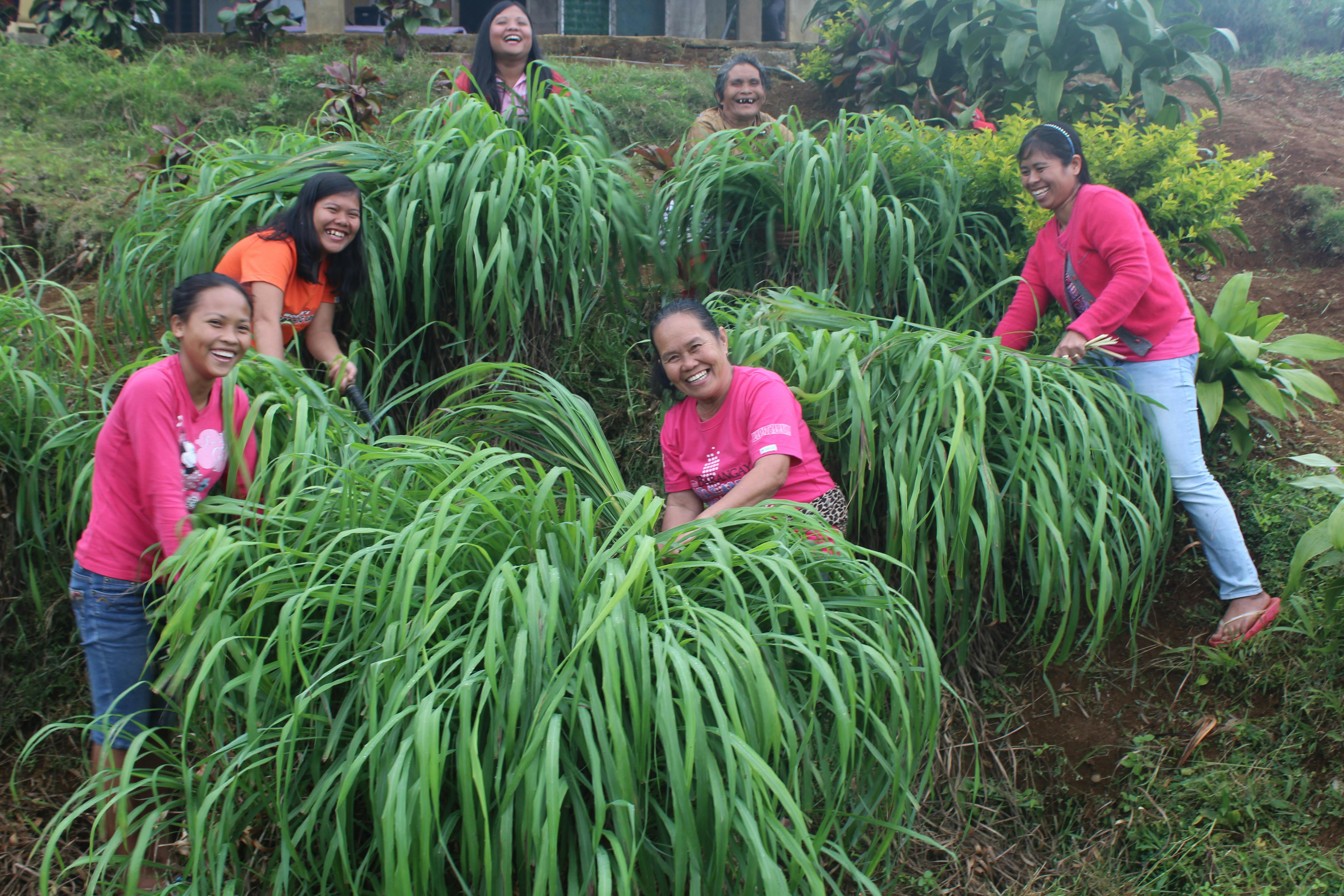 Women farmers harvesting citronella grass plants in Bukidnon in the Visayas region of the Philippines