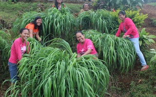 Women farmers harvesting citronella grass plants in Bukidnon in the Visayas region of the Philippines